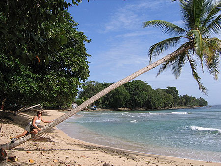 Palmier au Parc de Cahuita