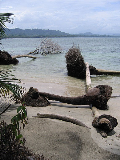 Arbres �chou�s au Parc de Cahuita