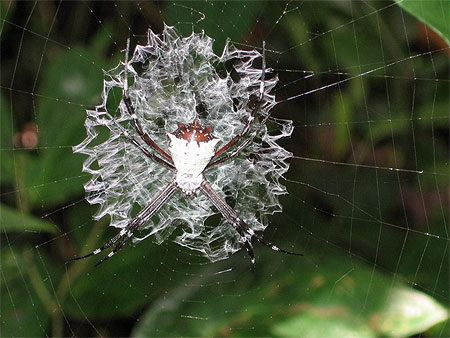 Araign�e au Parc de Cahuita