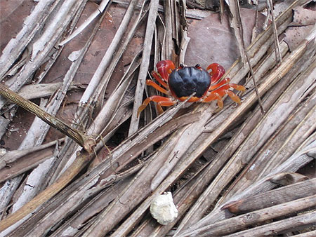 Crabes du Parc de Cahuita