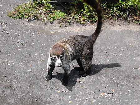Coati au Volcan Irazu