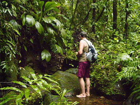 Ballade en for�t tropicale guadeloupe
