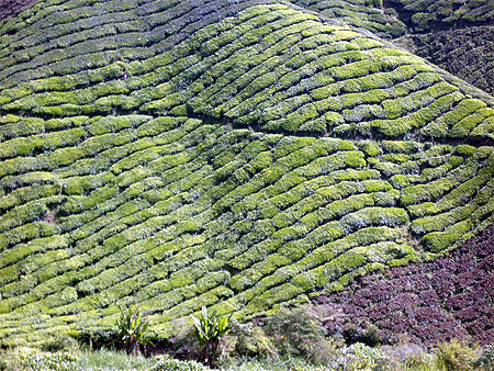 Cameron Highlands 