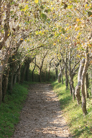 Chemin de randonn�e du parc ornithologique du Marquenterre
