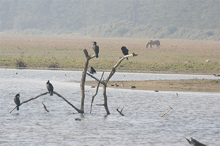 Arbre � cormorans