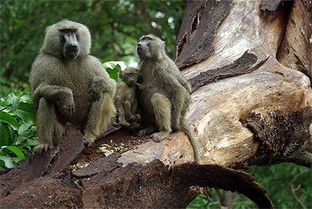 Portrait de Famille