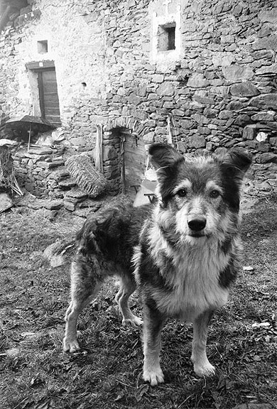 Chien berger