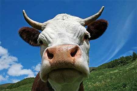 La vache valdotaine
