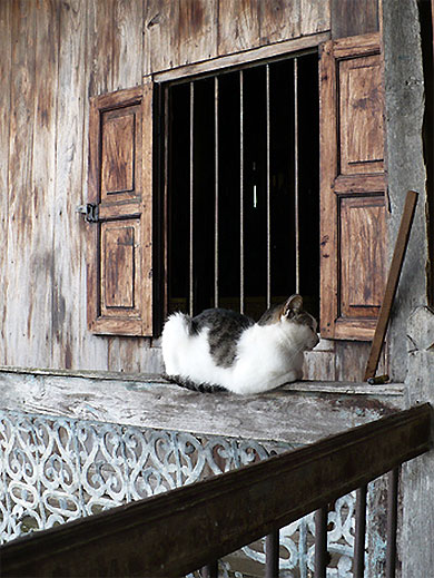 La sieste au monast�re des chats sauteurs