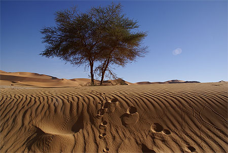 Alg�rie : dans la Tadrart, vers Moul Naga