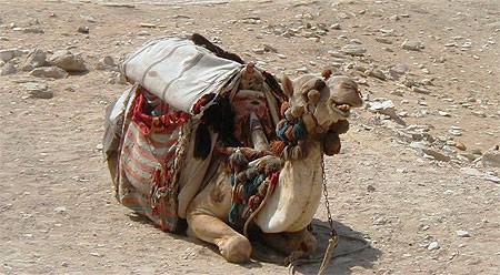 Dromadaire pr�s des pyramides