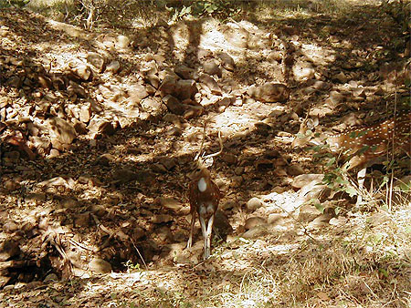 Cerfs � Ranthambore