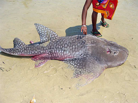 Poisson