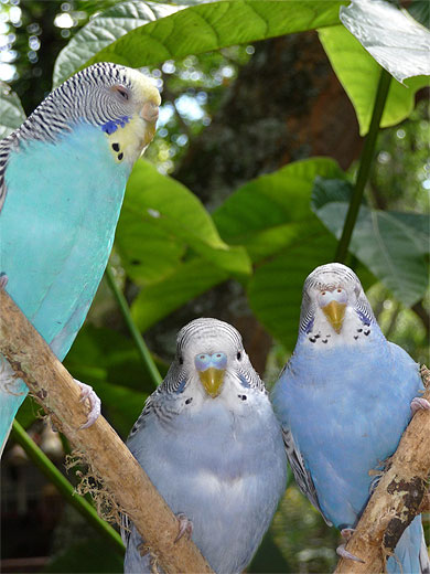Prequitos dans le parc Gallineral