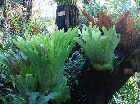 Jardin botanique