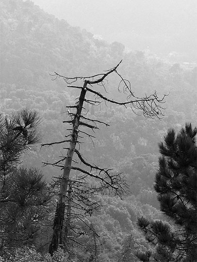 Arbre Mort