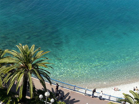 Palmier dans la Baie des Anges