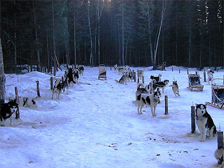 Les huskies avant le d�part
