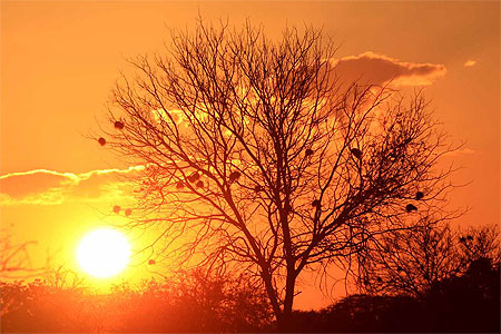 Couch� de soleil sur le Selous