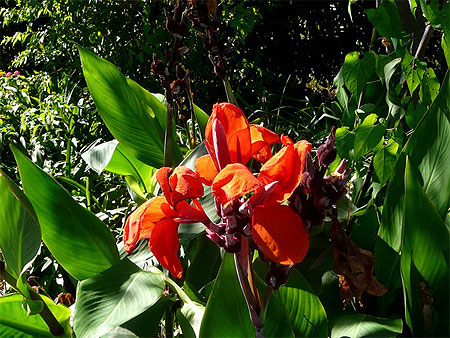 Fleur aux allures exotiques