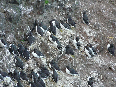 Colonie de guillemots � Latrabjarg