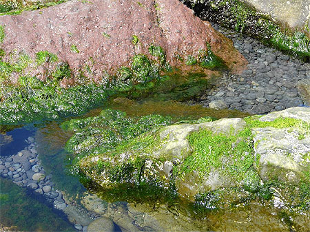Galets et algues, plage de Djupalon