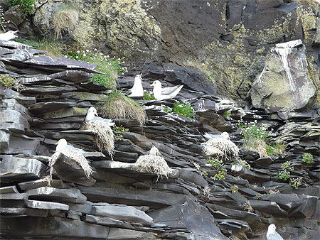 Les mouettes dans les rochers � Hellnar
