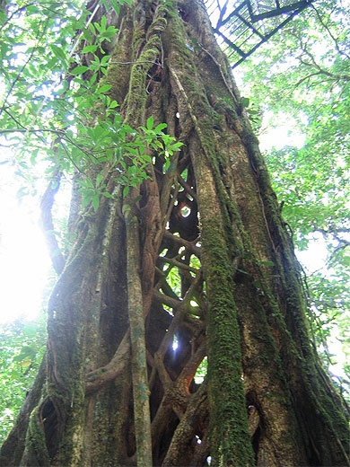 Arbre creu