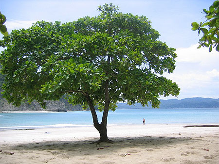 Arbre � l'Isla Tortuga