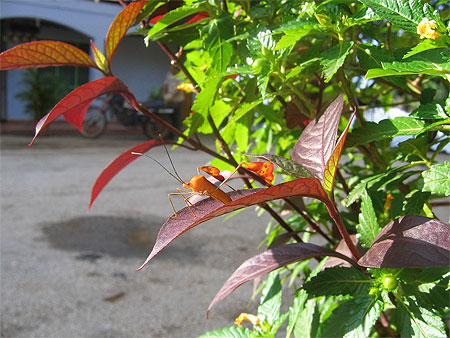 Insecte non identifi� !