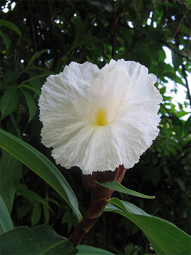 Fleur