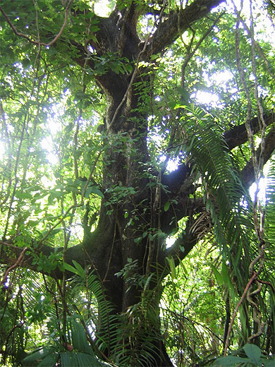 Arbre