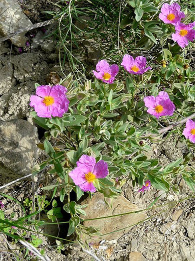 Fleur de rocaille
