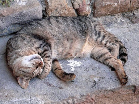 Chat endormi