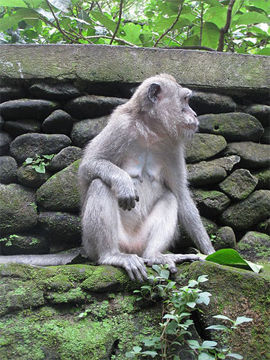 Singe dans la Monkey Forest