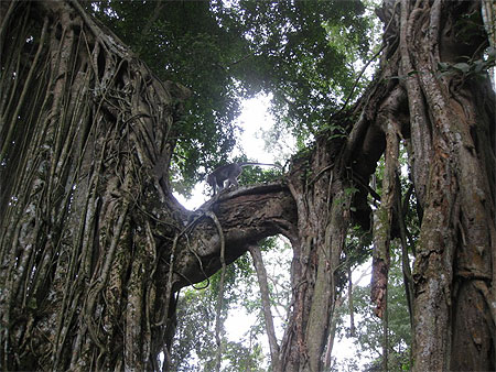 Singe dans la Monkey Forest