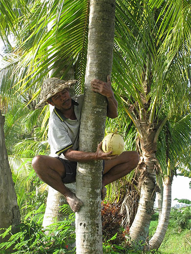 Coupeur improvis� de noix de coco