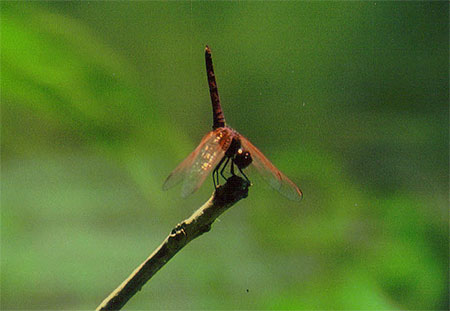 Libellule