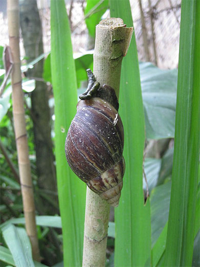 Escargot � Ubud