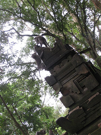 A l'entr�e de la for�t des singes
