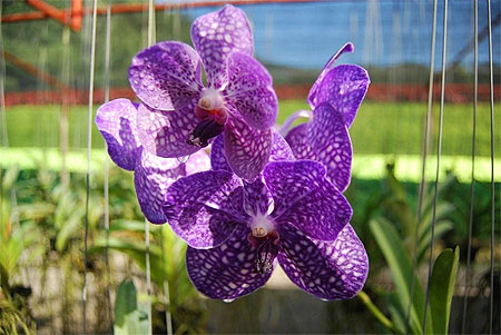Les Orchid�es de Thailande