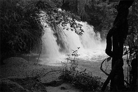 Chute en jungle