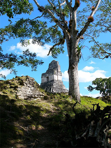 Pyramide et bel arbre � Tikal