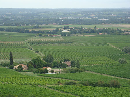 Vignes