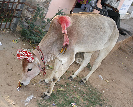 La vache � cinq pattes