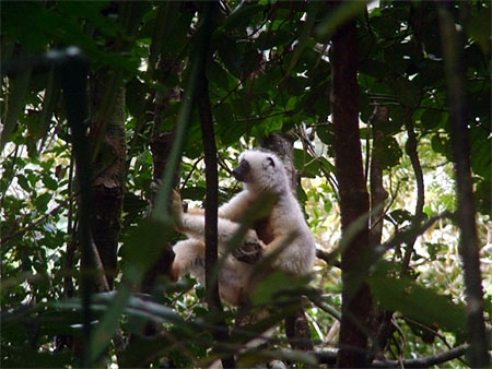 Madagascar c�te est