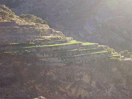 Paysage de cultures