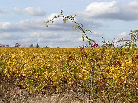 Automne dans les vignes