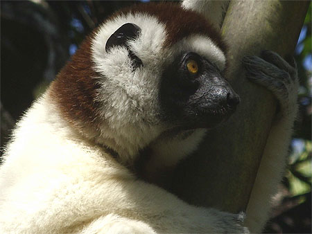 Lemur Sifaka