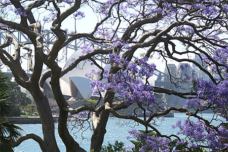 L'Opera House vu depuis le Jardin Botanique